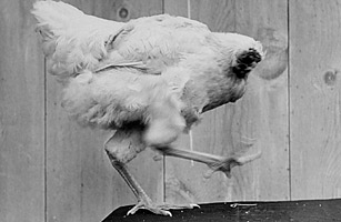 點擊瀏覽下一頁